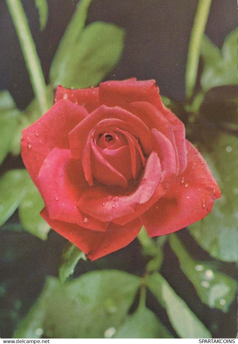 FLOWERS Vintage Postcard CPSM #PAS304.GB - Flowers