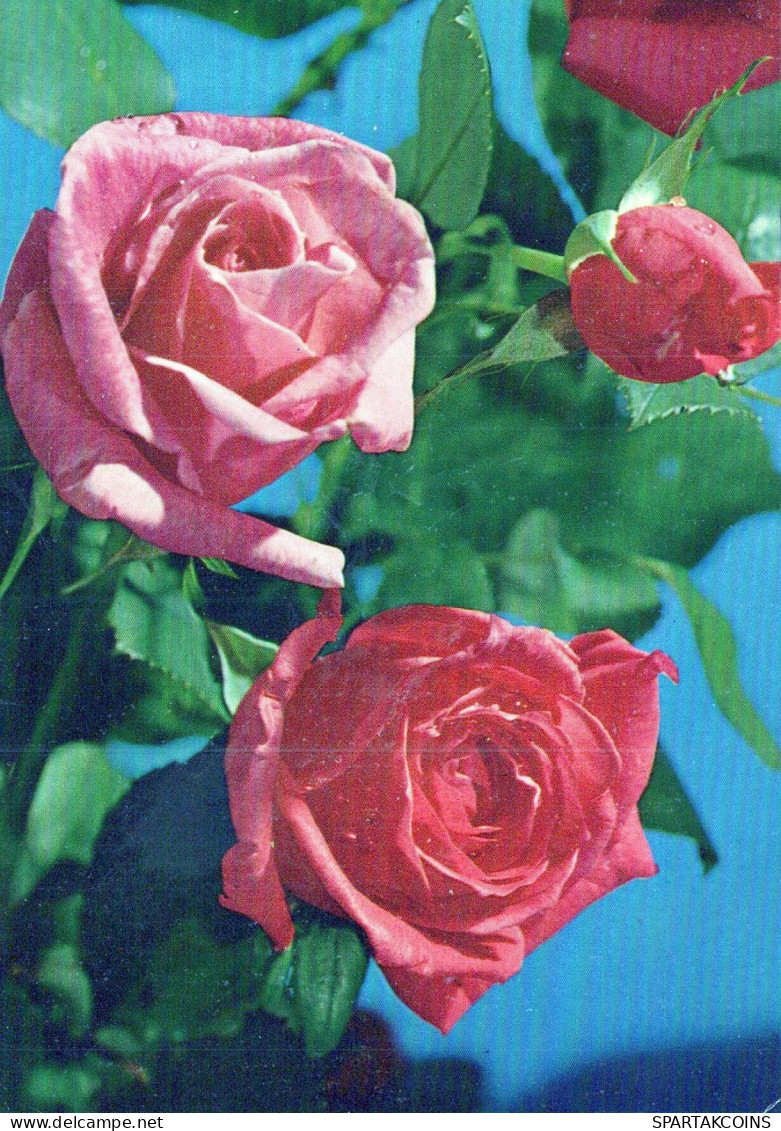 FLOWERS Vintage Postcard CPSM #PAS124.GB - Flowers