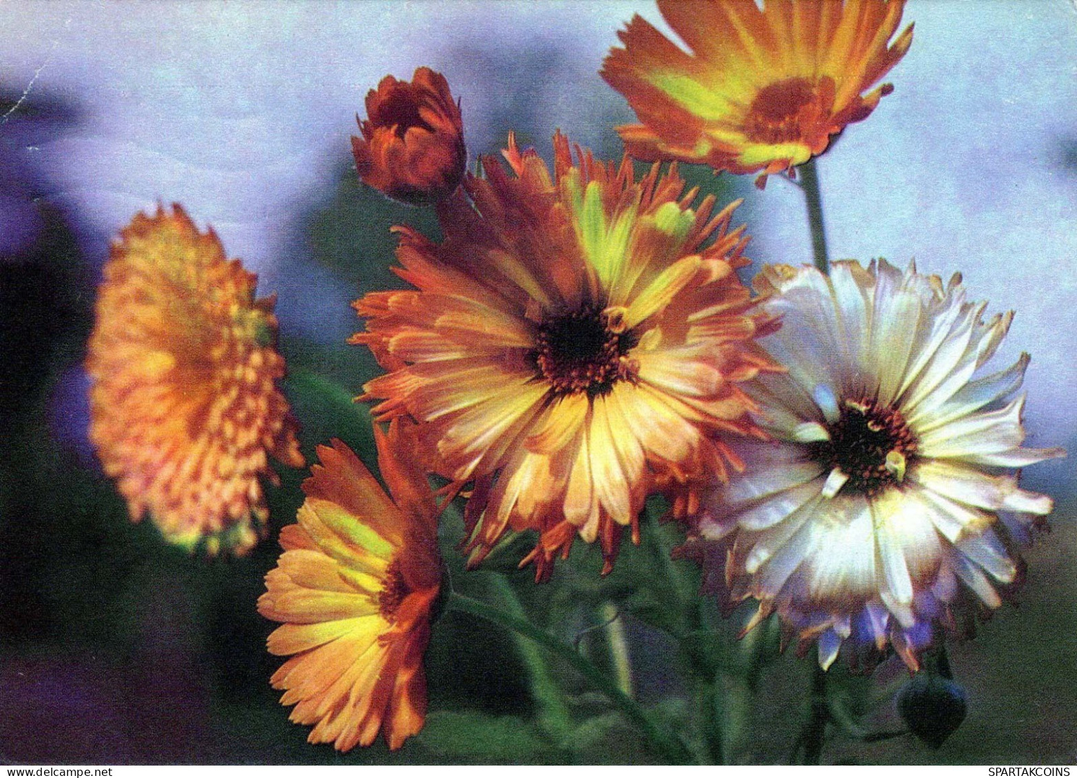 FLOWERS Vintage Postcard CPSM #PAR703.GB - Flowers