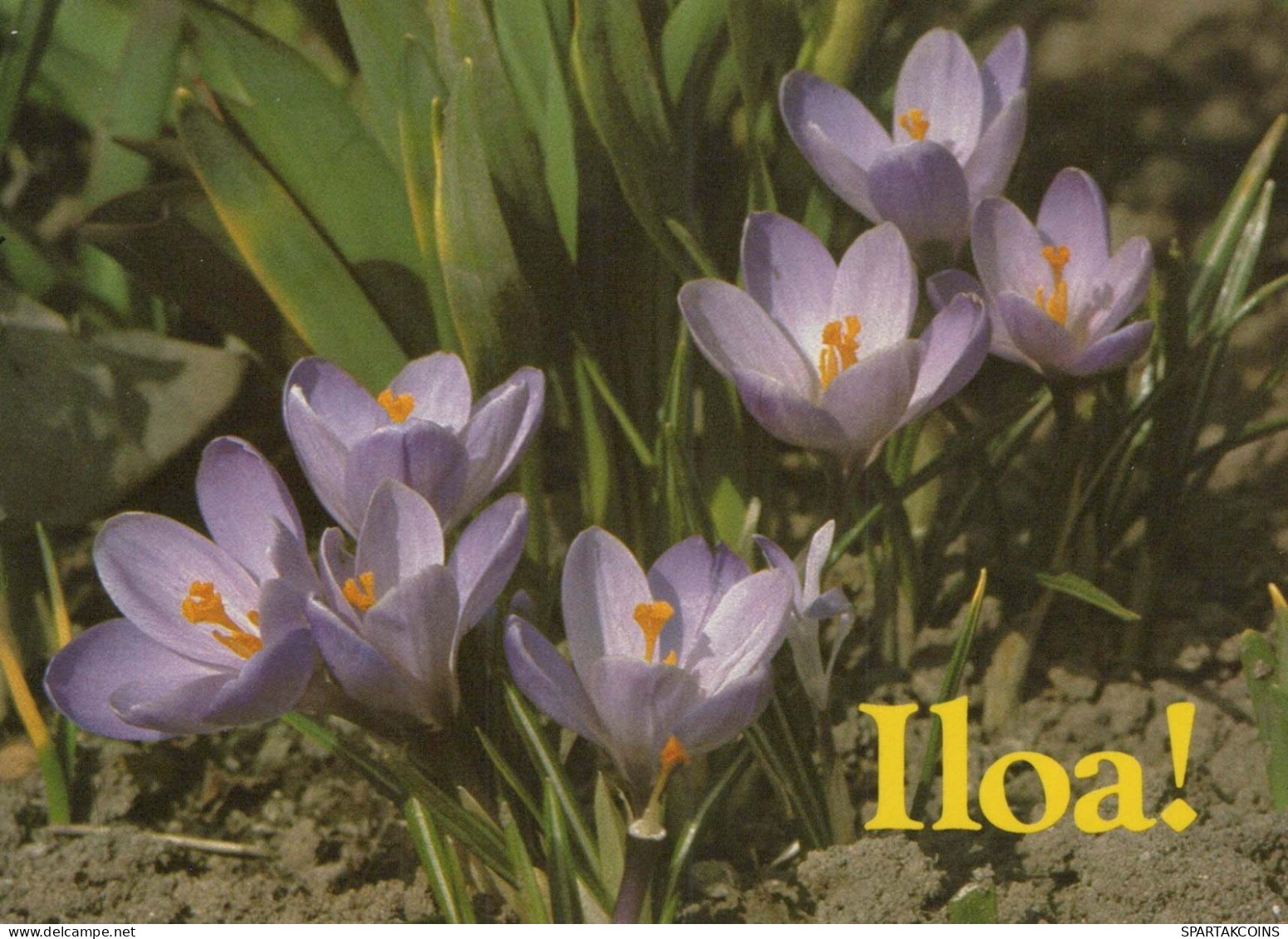 FLOWERS Vintage Postcard CPSM #PAR463.GB - Flowers