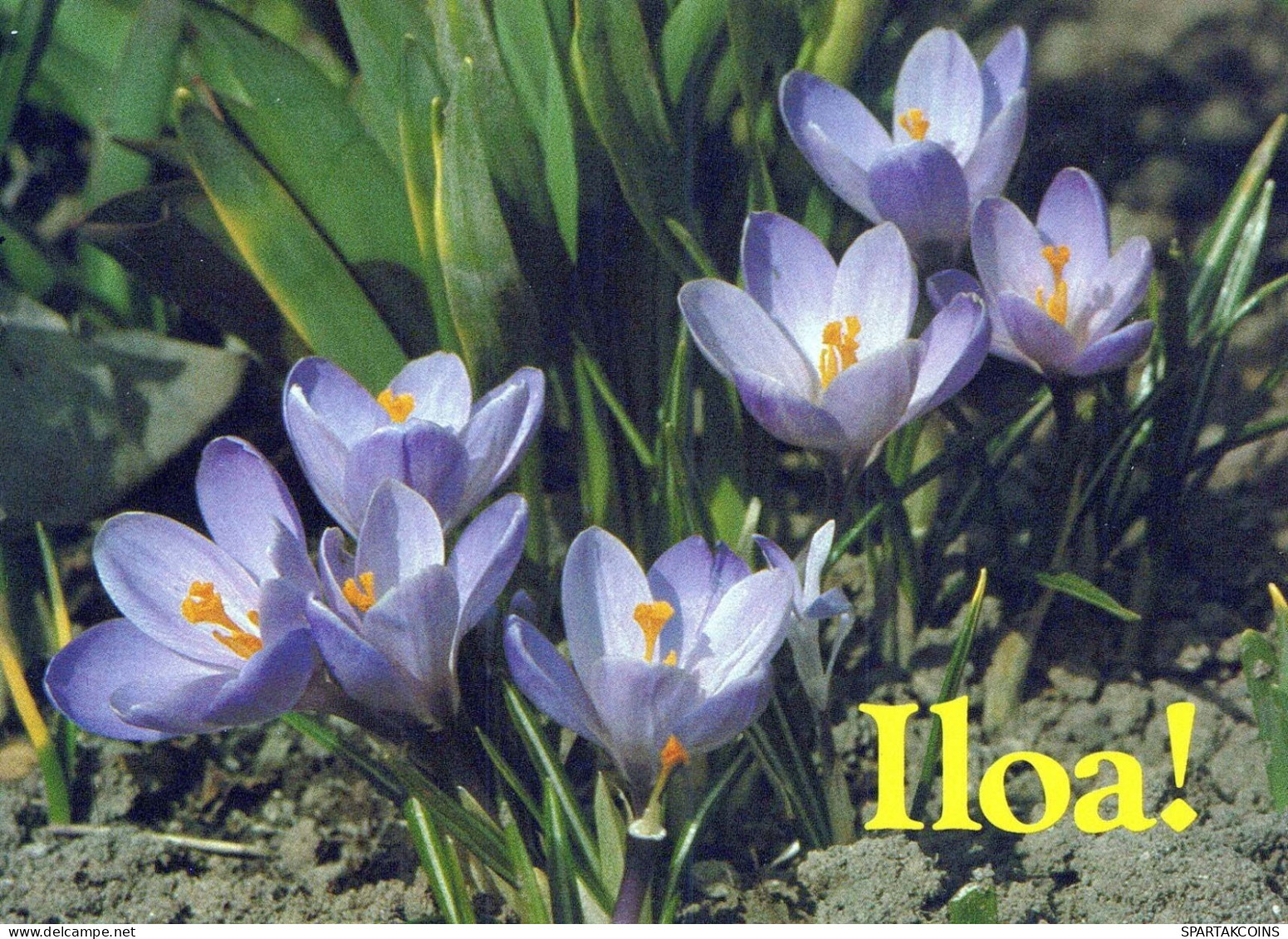 FLOWERS Vintage Postcard CPSM #PAR463.GB - Flowers
