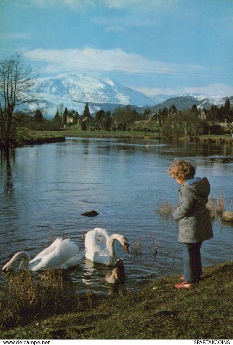 BIRD Animals Vintage Postcard CPSM #PAN328.GB - Birds