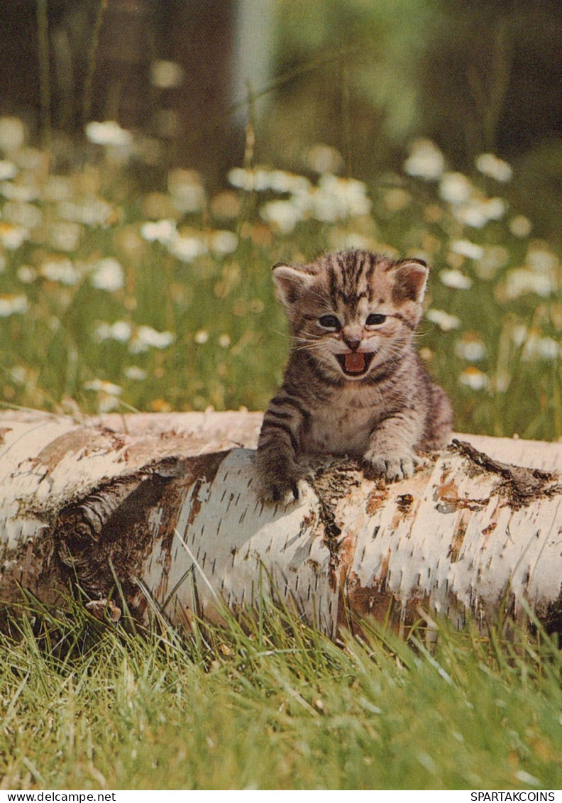 GATTO KITTY Animale Vintage Cartolina CPSM #PAM461.IT - Cats