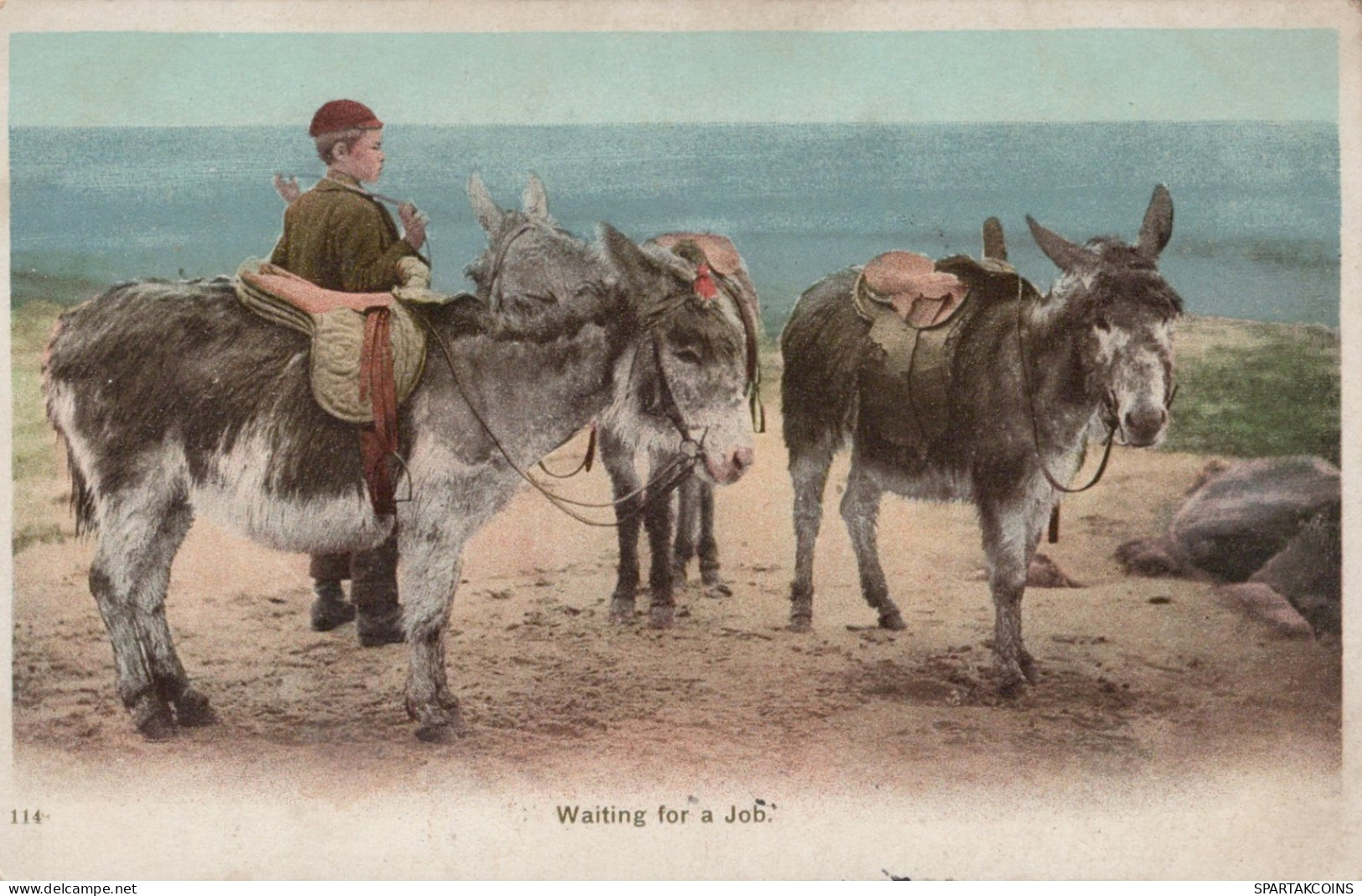 DONKEY Animals Vintage Antique Old CPA Postcard #PAA202.GB - Ezels