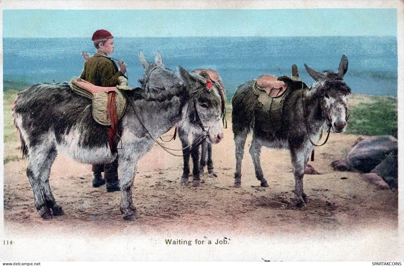 DONKEY Animals Vintage Antique Old CPA Postcard #PAA202.GB - Ezels