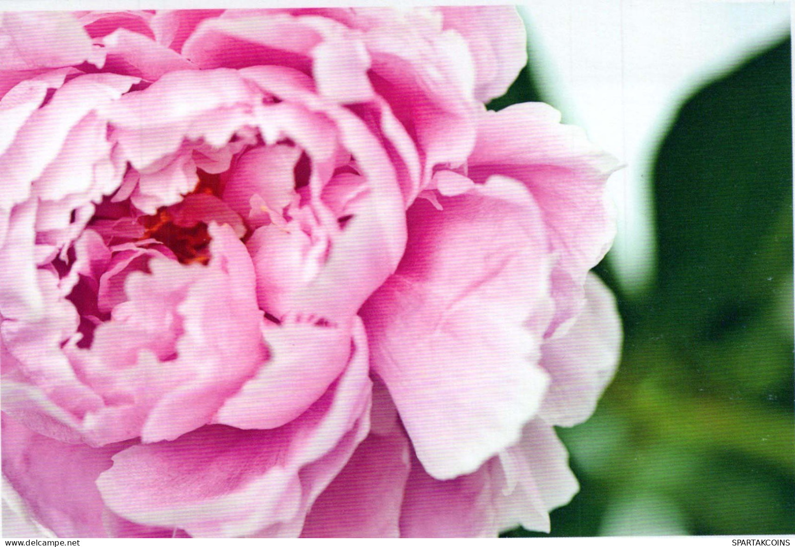FLOWERS Vintage Postcard CPSM #PBZ531.GB - Flowers