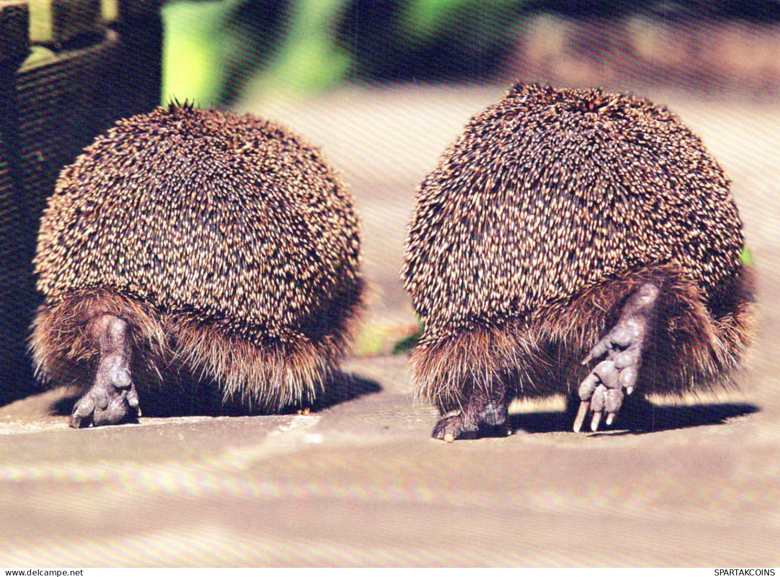 HEDGEHOG Animals Vintage Postcard CPSM #PBR186.GB - Andere & Zonder Classificatie