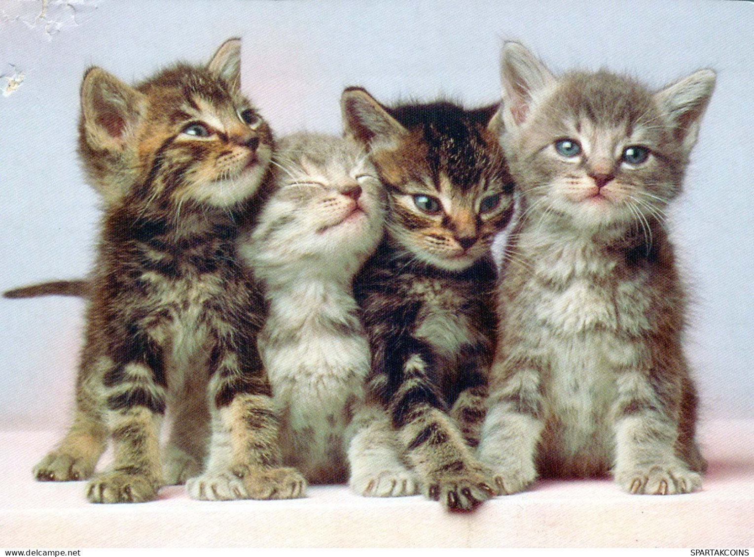 CAT KITTY Animals Vintage Postcard CPSM #PBQ929.GB - Cats
