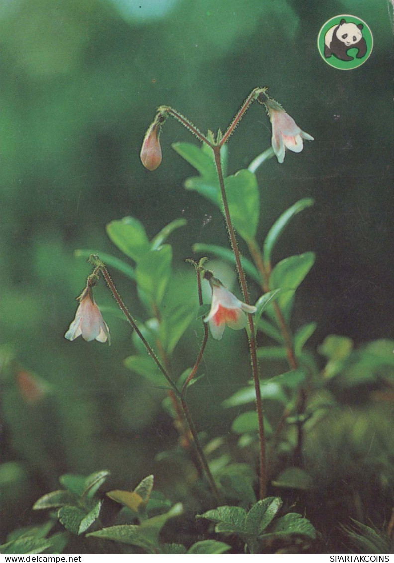 FLOWERS Vintage Ansichtskarte Postkarte CPSM #PAS487.DE - Blumen