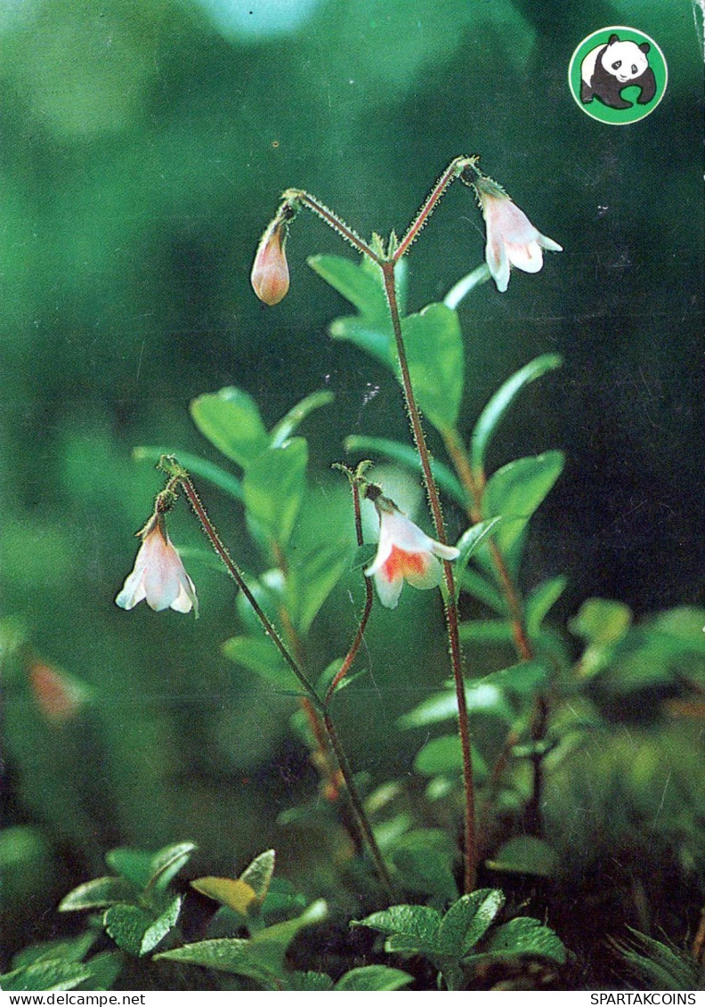 FLOWERS Vintage Ansichtskarte Postkarte CPSM #PAS487.DE - Blumen