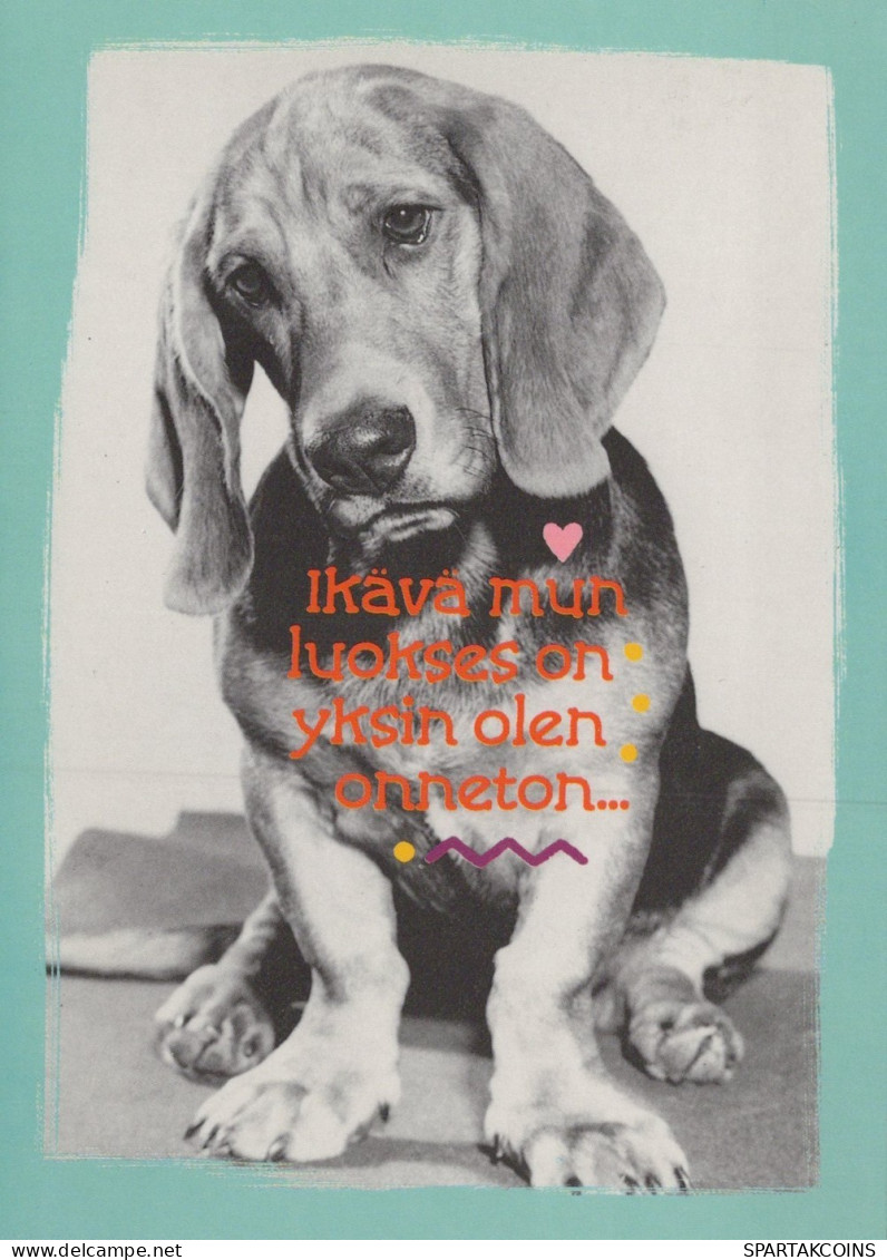 HUND Tier Vintage Ansichtskarte Postkarte CPSM #PAN850.DE - Dogs
