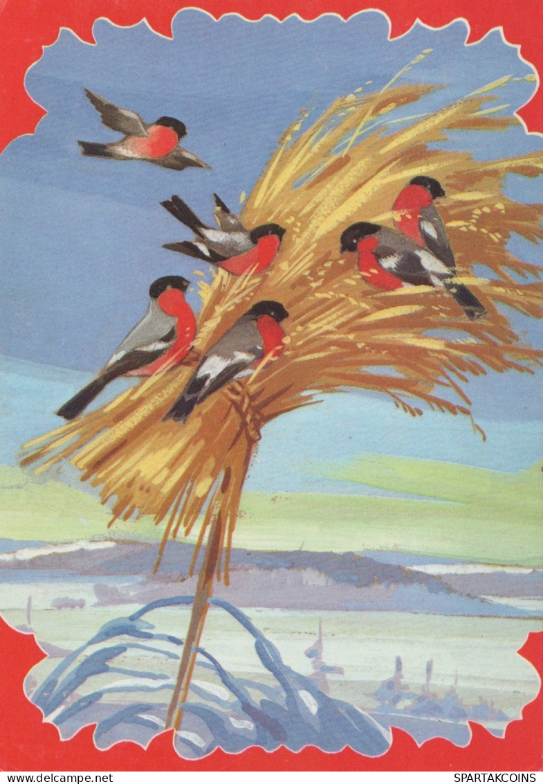 VOGEL Tier Vintage Ansichtskarte Postkarte CPSM #PAM775.DE - Birds