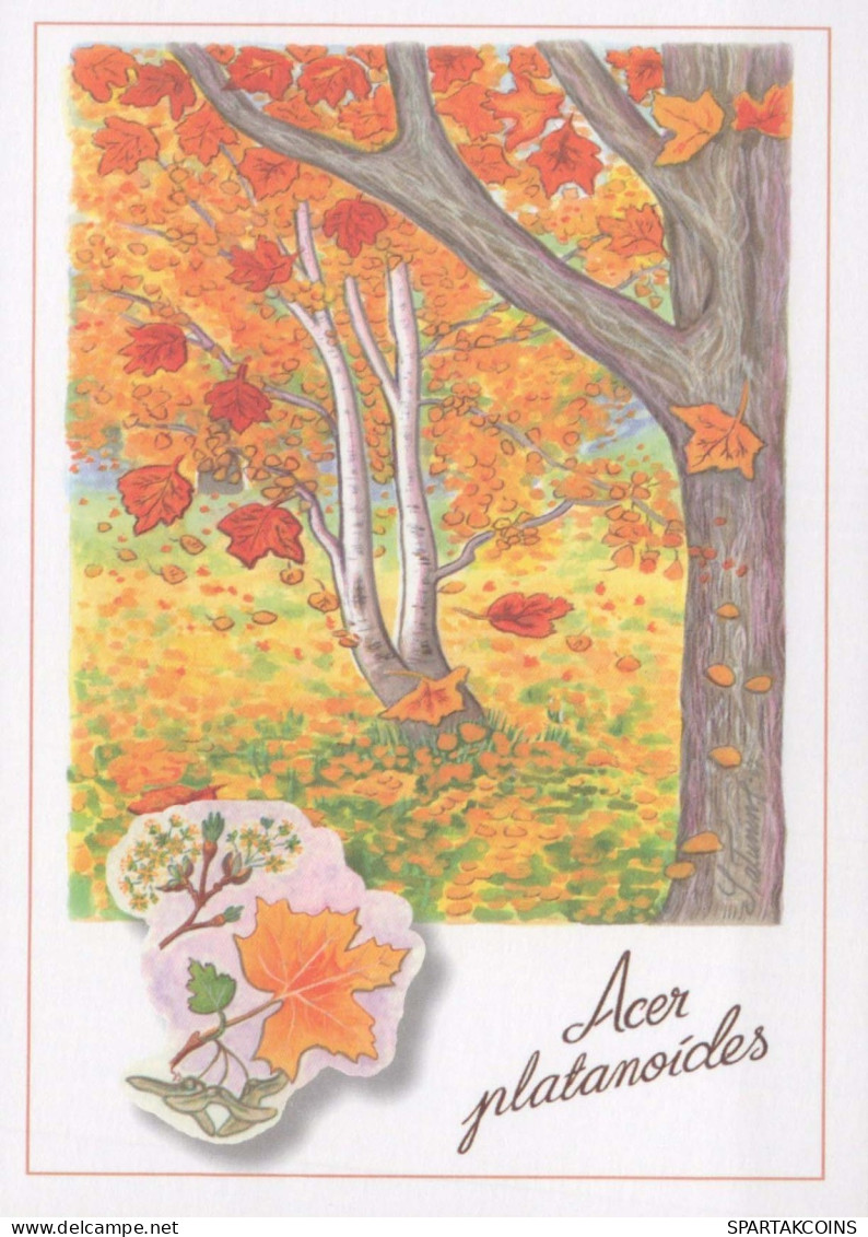 FIORI Vintage Cartolina CPSM #PBZ115.IT - Flores