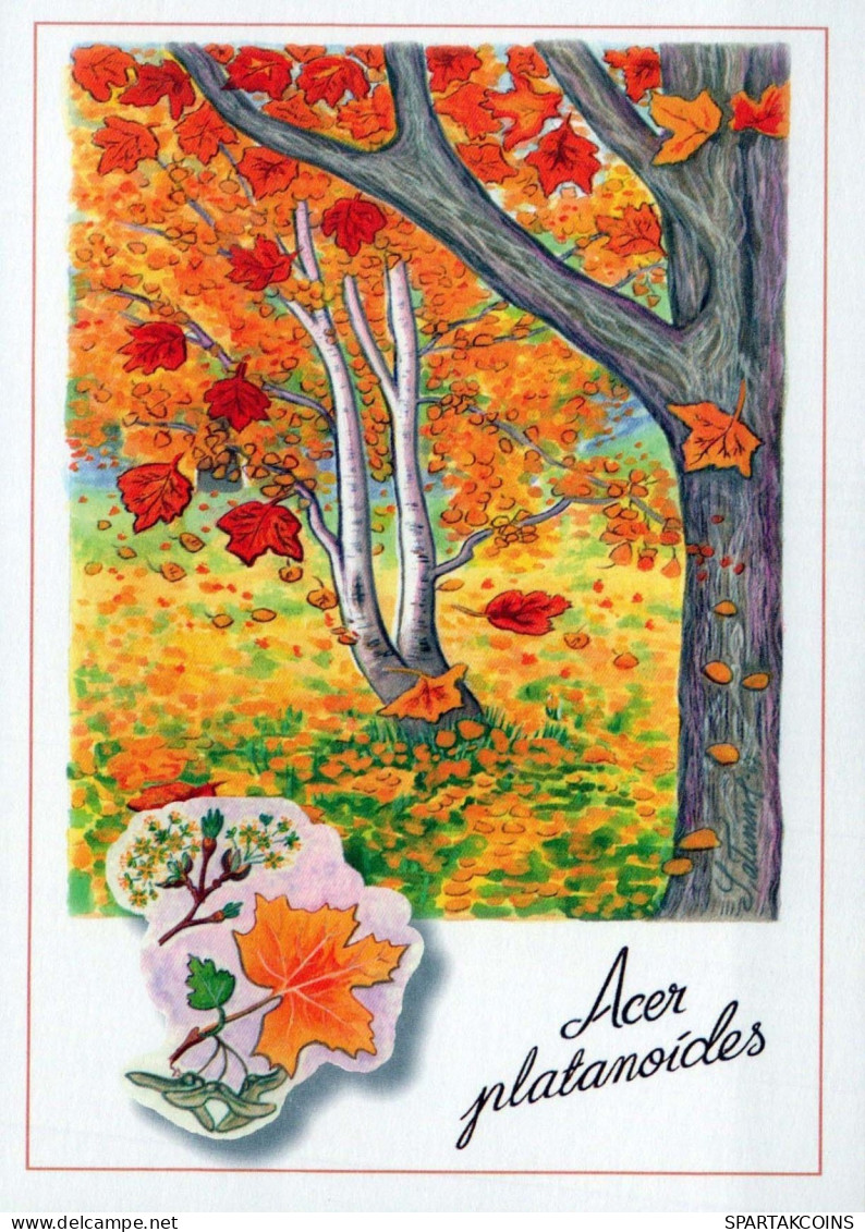 FIORI Vintage Cartolina CPSM #PBZ115.IT - Flores