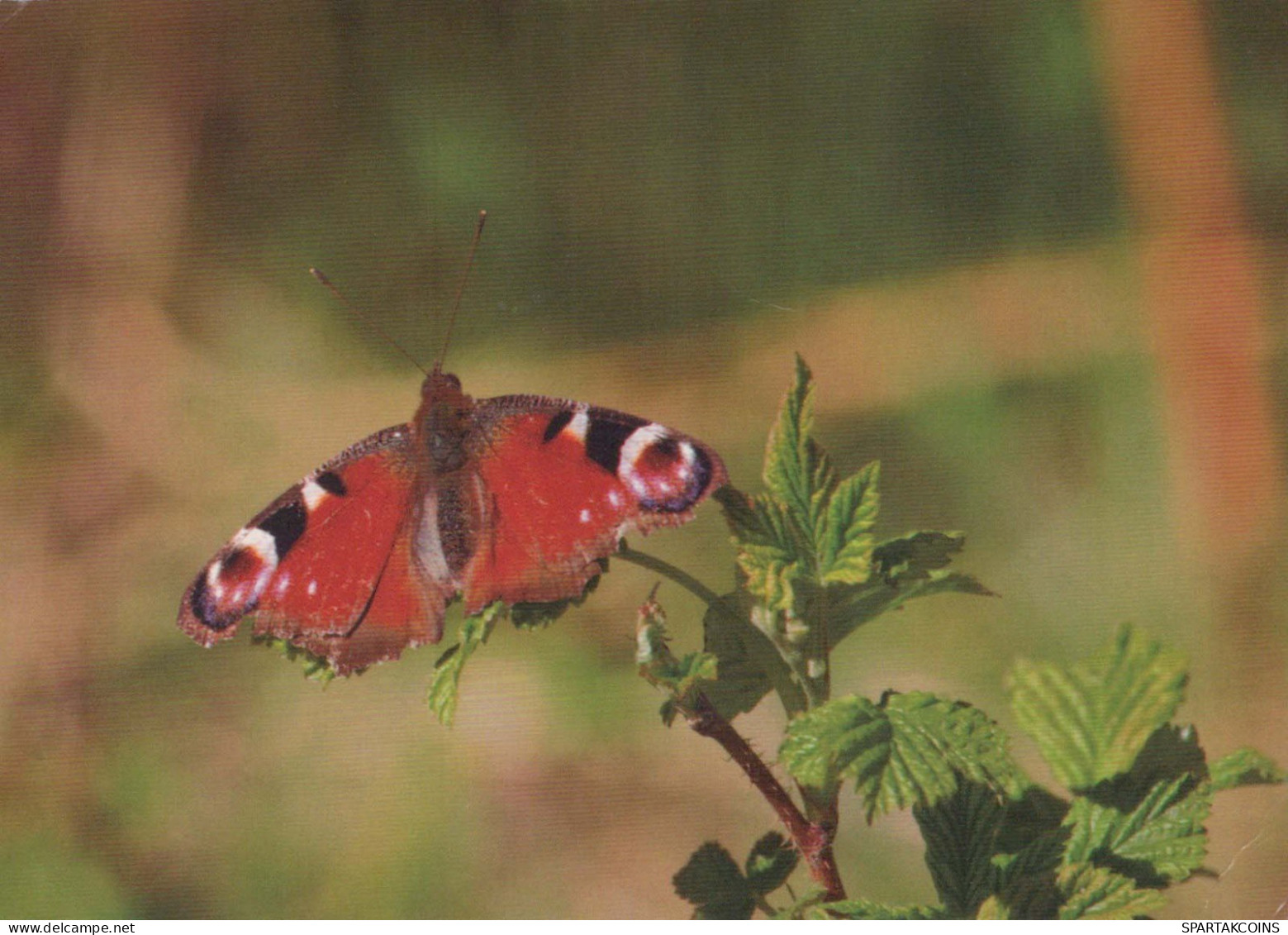FARFALLA Animale Vintage Cartolina CPSM #PBS443.IT - Butterflies
