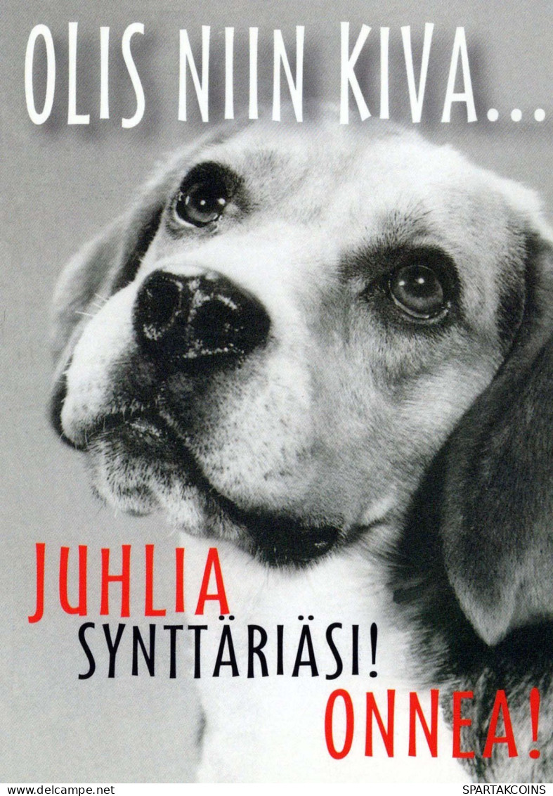 CANE Animale Vintage Cartolina CPSM #PBQ417.IT - Dogs
