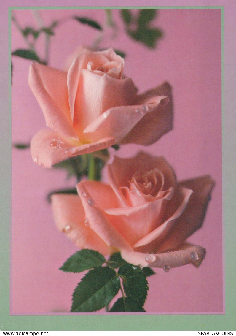 FLOWERS Vintage Ansichtskarte Postkarte CPSM #PBZ354.DE - Blumen