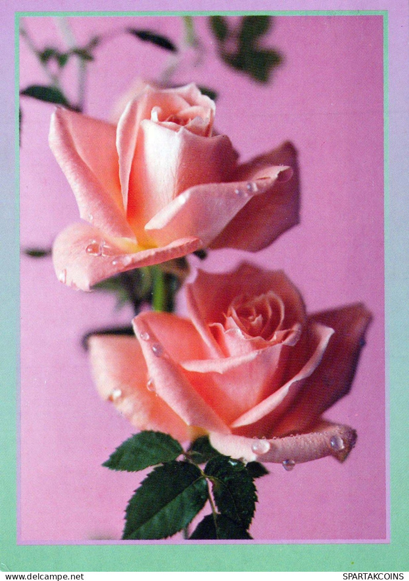 FLOWERS Vintage Ansichtskarte Postkarte CPSM #PBZ354.DE - Blumen