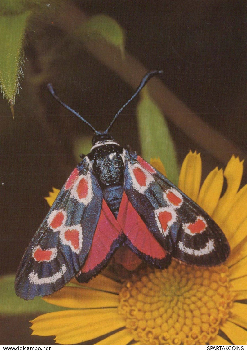 SCHMETTERLINGE Tier Vintage Ansichtskarte Postkarte CPSM #PBS442.DE - Butterflies