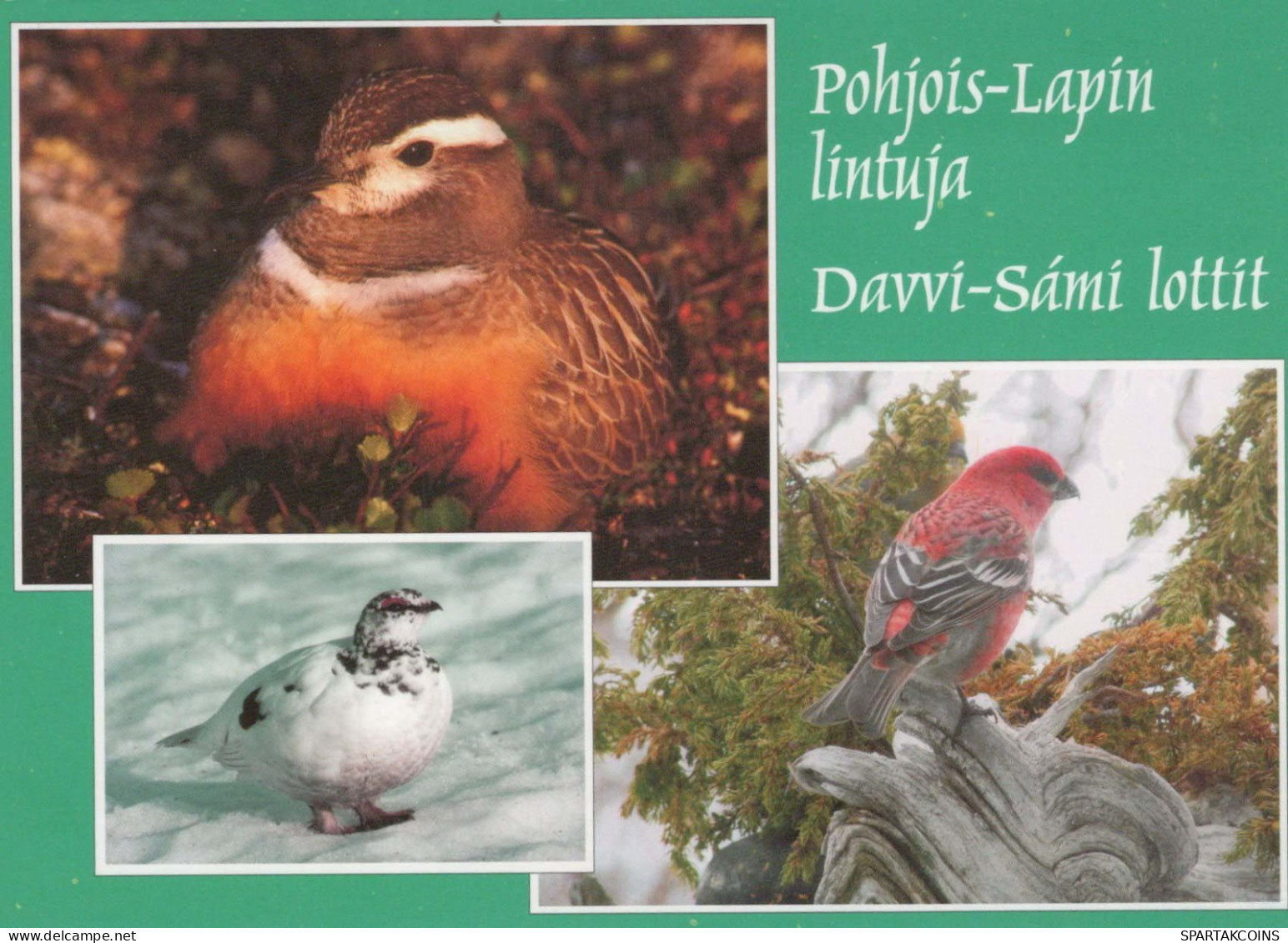 VOGEL Tier Vintage Ansichtskarte Postkarte CPSM #PBR462.DE - Vogels