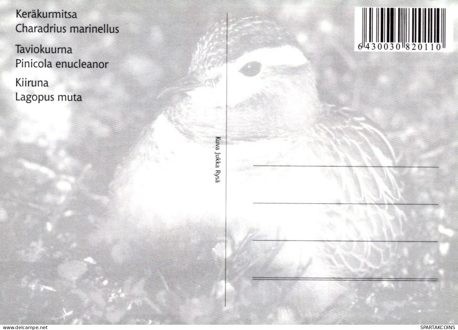 VOGEL Tier Vintage Ansichtskarte Postkarte CPSM #PBR462.DE - Vogels