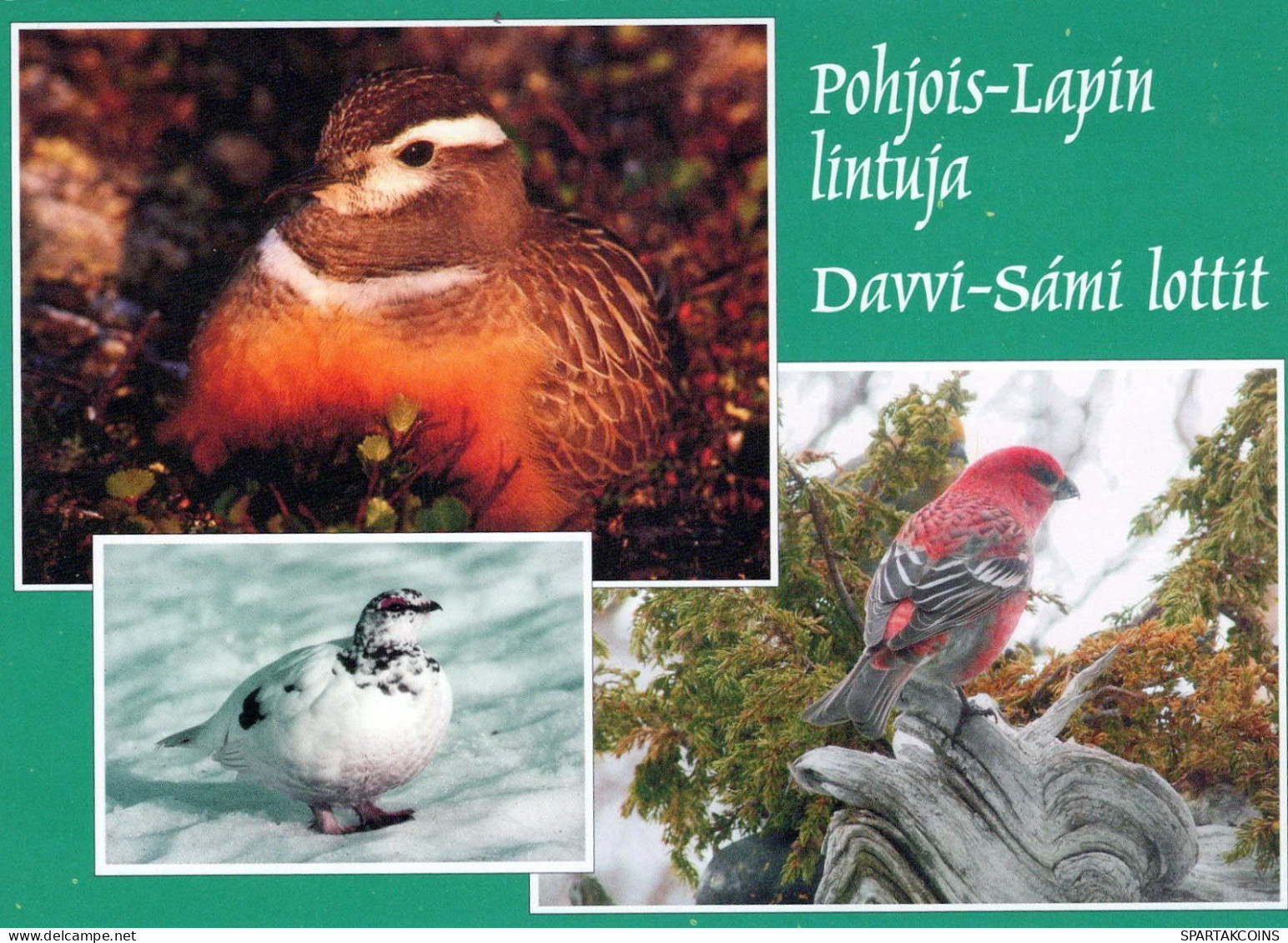VOGEL Tier Vintage Ansichtskarte Postkarte CPSM #PBR462.DE - Vogels