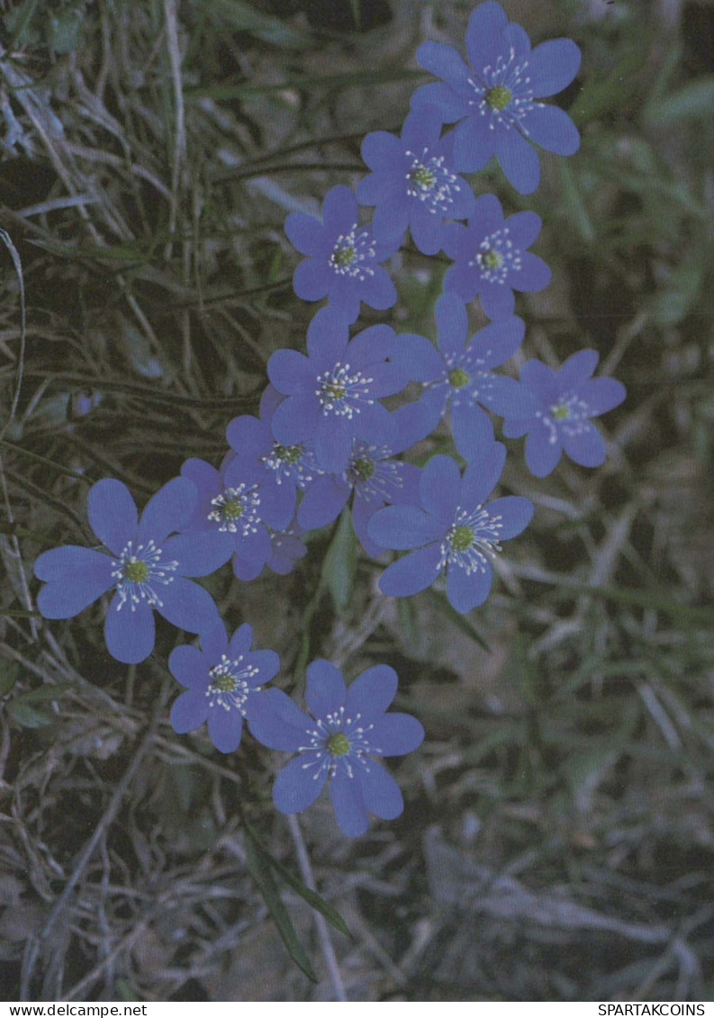 FLEURS Vintage Carte Postale CPSM #PAR405.FR - Flowers