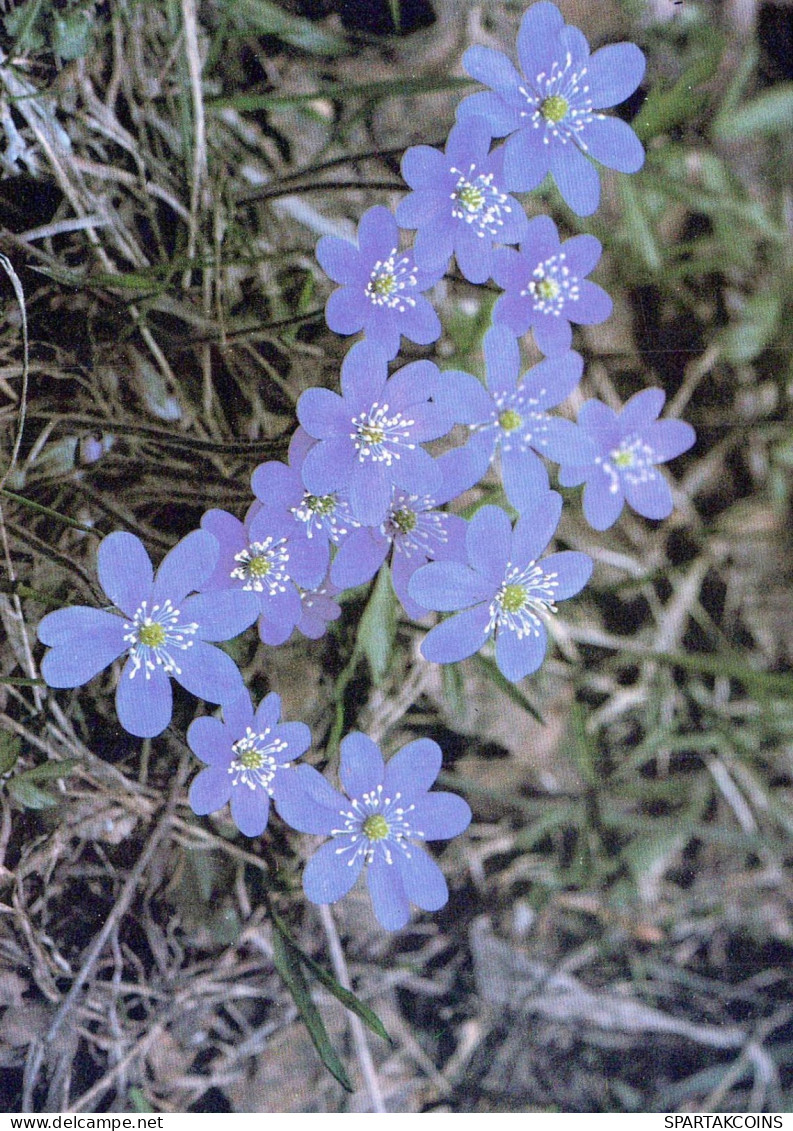 FLEURS Vintage Carte Postale CPSM #PAR405.FR - Flowers