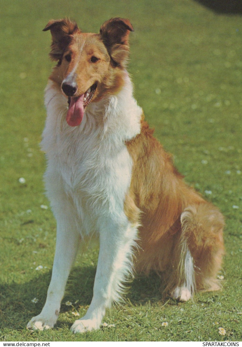 CHIEN Animaux Vintage Carte Postale CPSM #PAN916.FR - Dogs