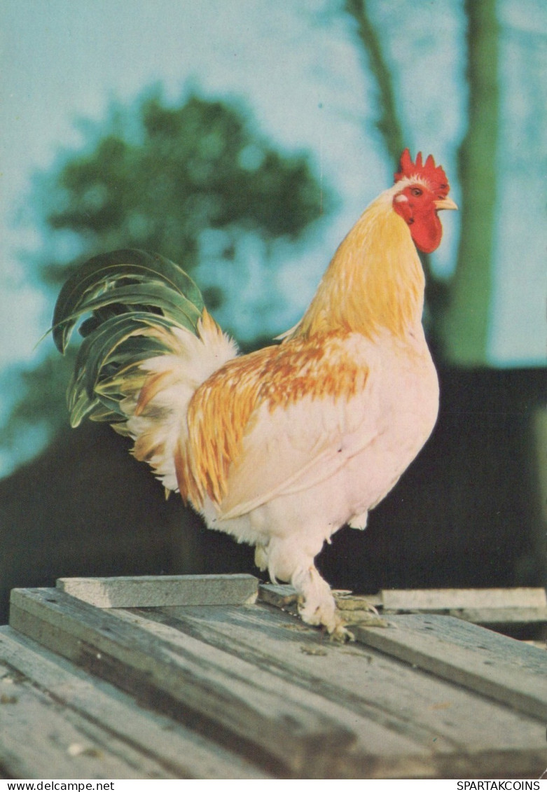 OISEAU Animaux Vintage Carte Postale CPSM #PAN393.FR - Vögel