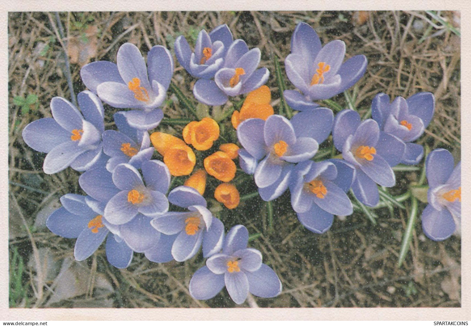 FLEURS Vintage Carte Postale CPSM #PAR043.FR - Flowers