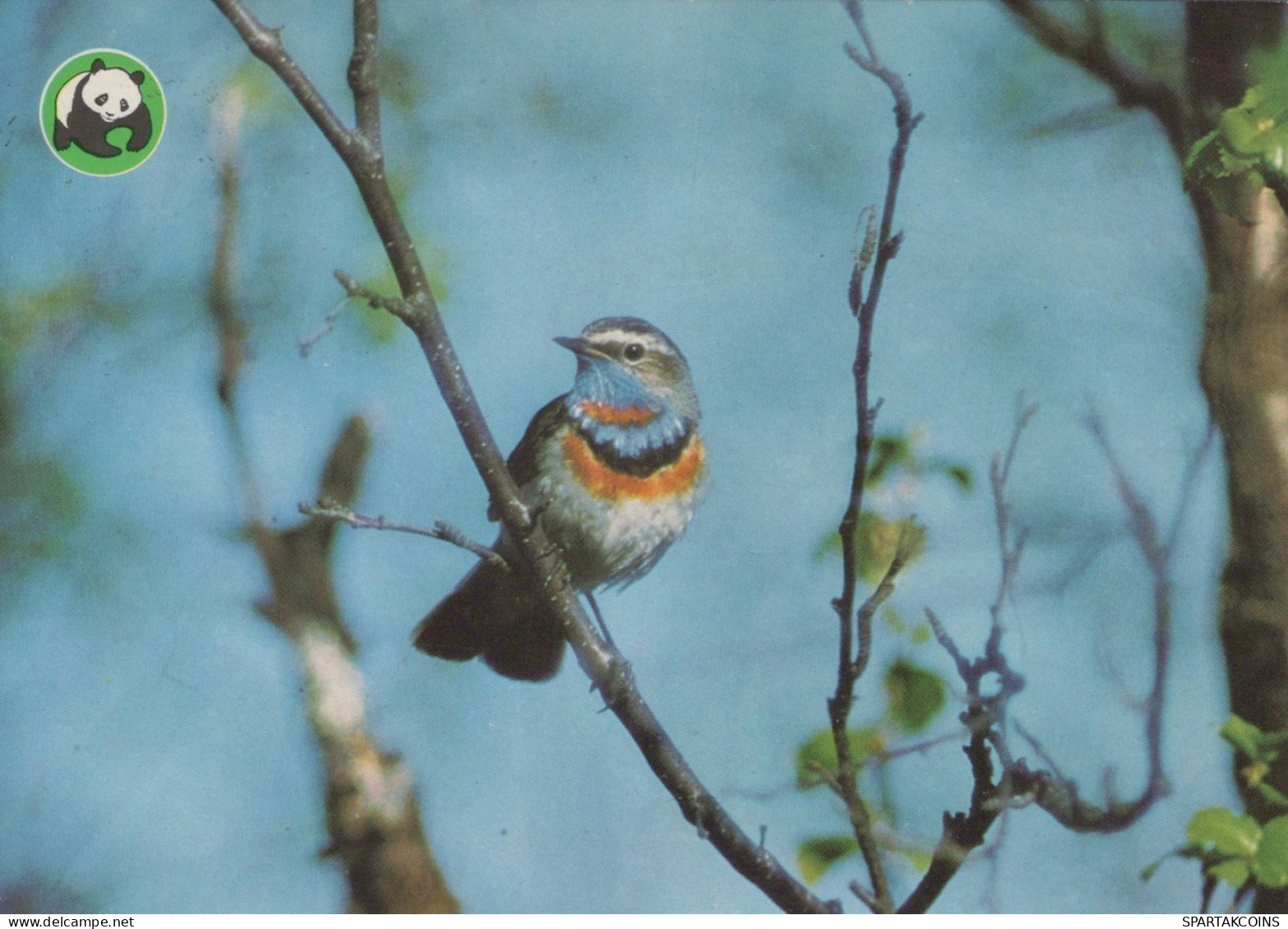 OISEAU Animaux Vintage Carte Postale CPSM #PAM649.FR - Vögel