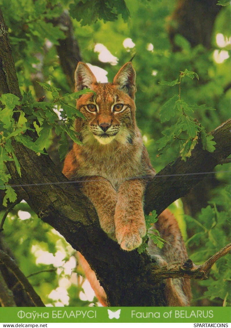 LYNX GROS CHAT Animaux Vintage Carte Postale CPSM #PAM019.FR - Other & Unclassified