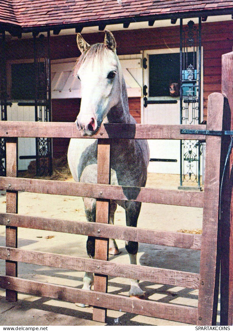 CABALLO Animales Vintage Tarjeta Postal CPSM #PBR917.ES - Horses