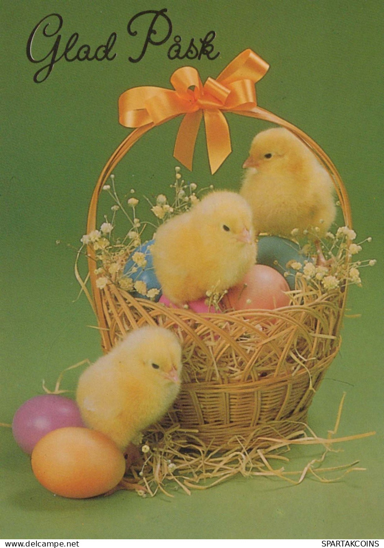 PASCUA POLLO HUEVO Vintage Tarjeta Postal CPSM #PBO638.ES - Pâques