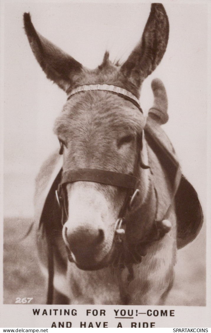 ÂNE Animaux Vintage Antique CPA Carte Postale #PAA281.FR - Donkeys