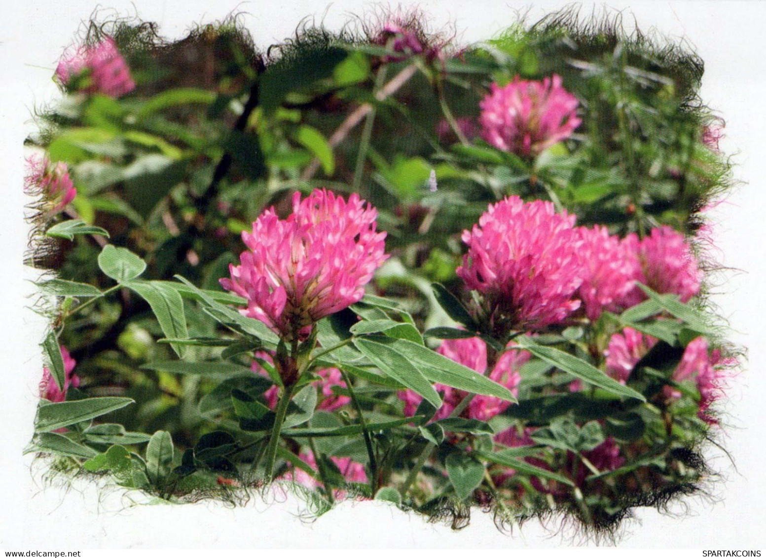 FLEURS Vintage Carte Postale CPSM #PBZ473.FR - Flowers