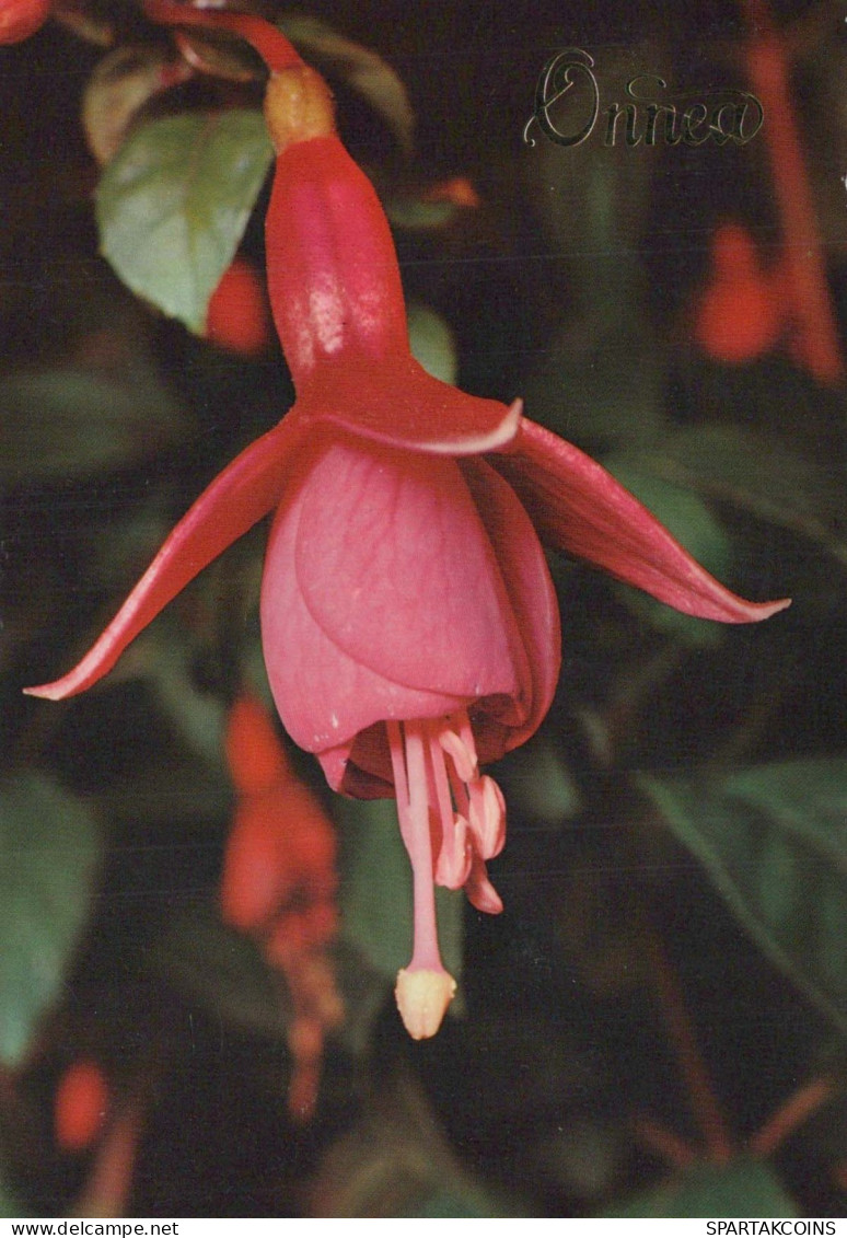 FLEURS Vintage Carte Postale CPSM #PBZ353.FR - Flowers