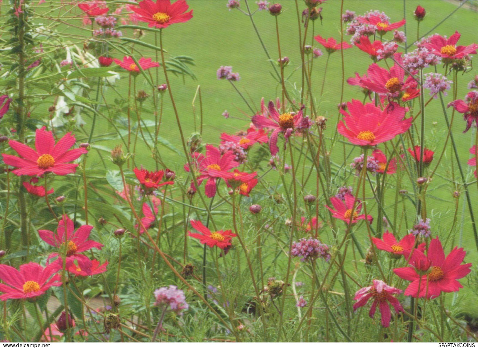 FLEURS Vintage Carte Postale CPSM #PBZ293.FR - Fleurs