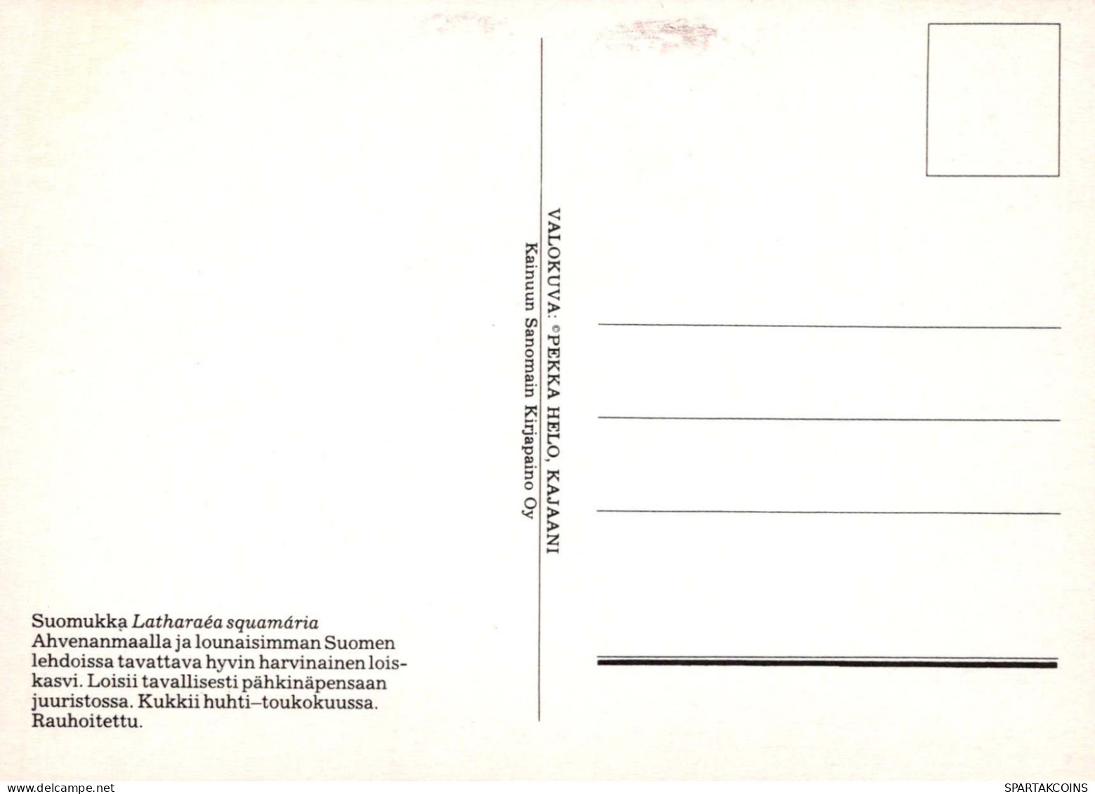 FLEURS Vintage Carte Postale CPSM #PBZ173.FR - Blumen