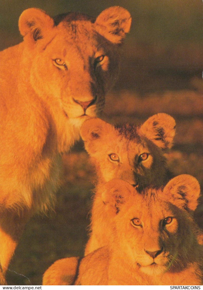 LION Animaux Vintage Carte Postale CPSM #PBS064.FR - Lions