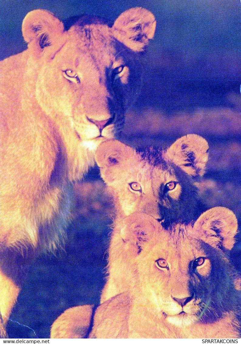 LION Animaux Vintage Carte Postale CPSM #PBS064.FR - Lions