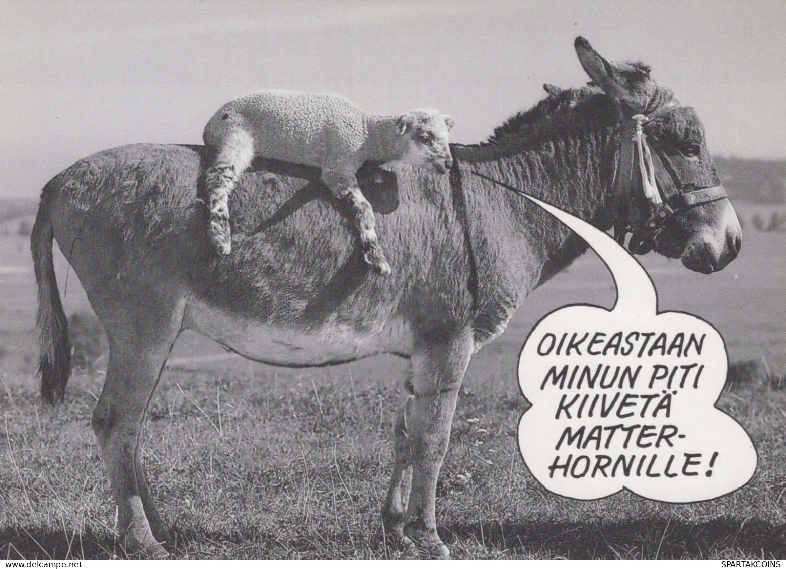 ÂNE Animaux Vintage Carte Postale CPSM #PBR918.FR - Donkeys