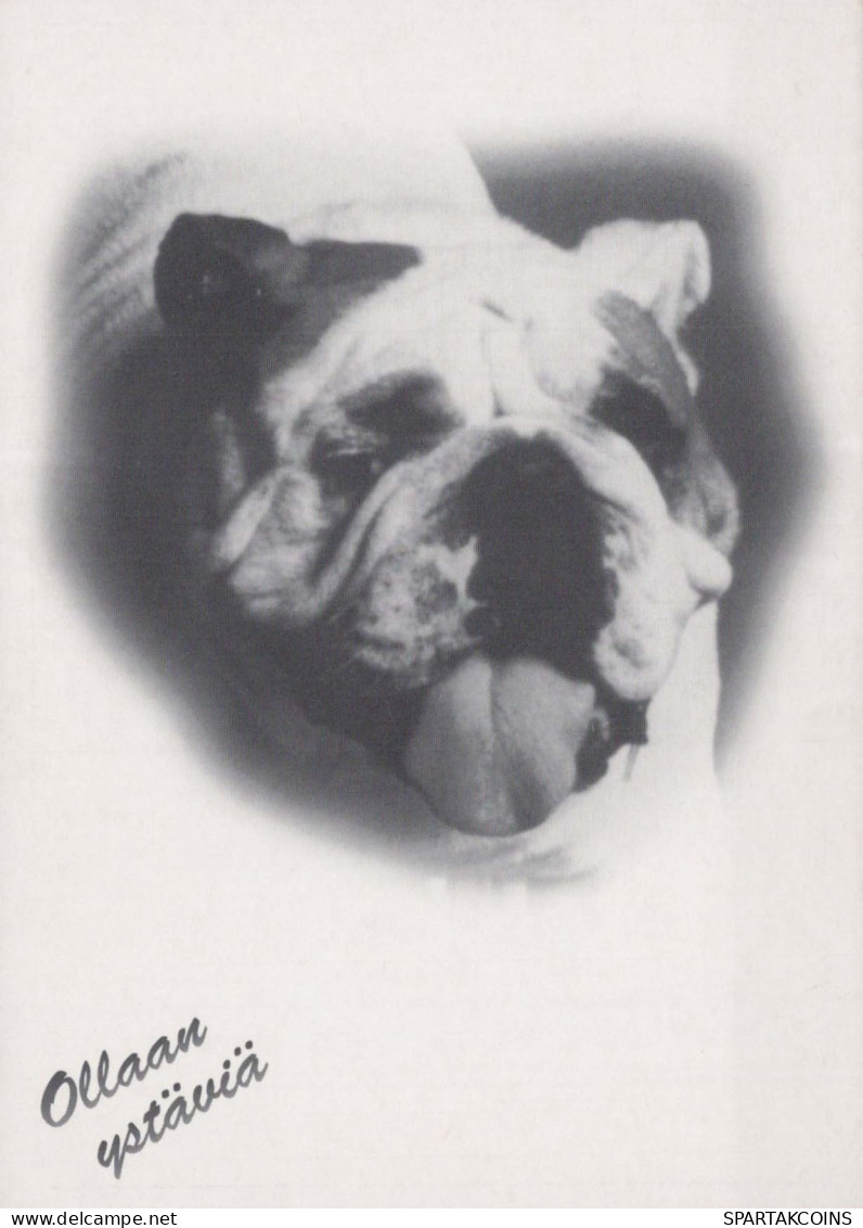 CHIEN Animaux Vintage Carte Postale CPSM #PBQ415.FR - Dogs