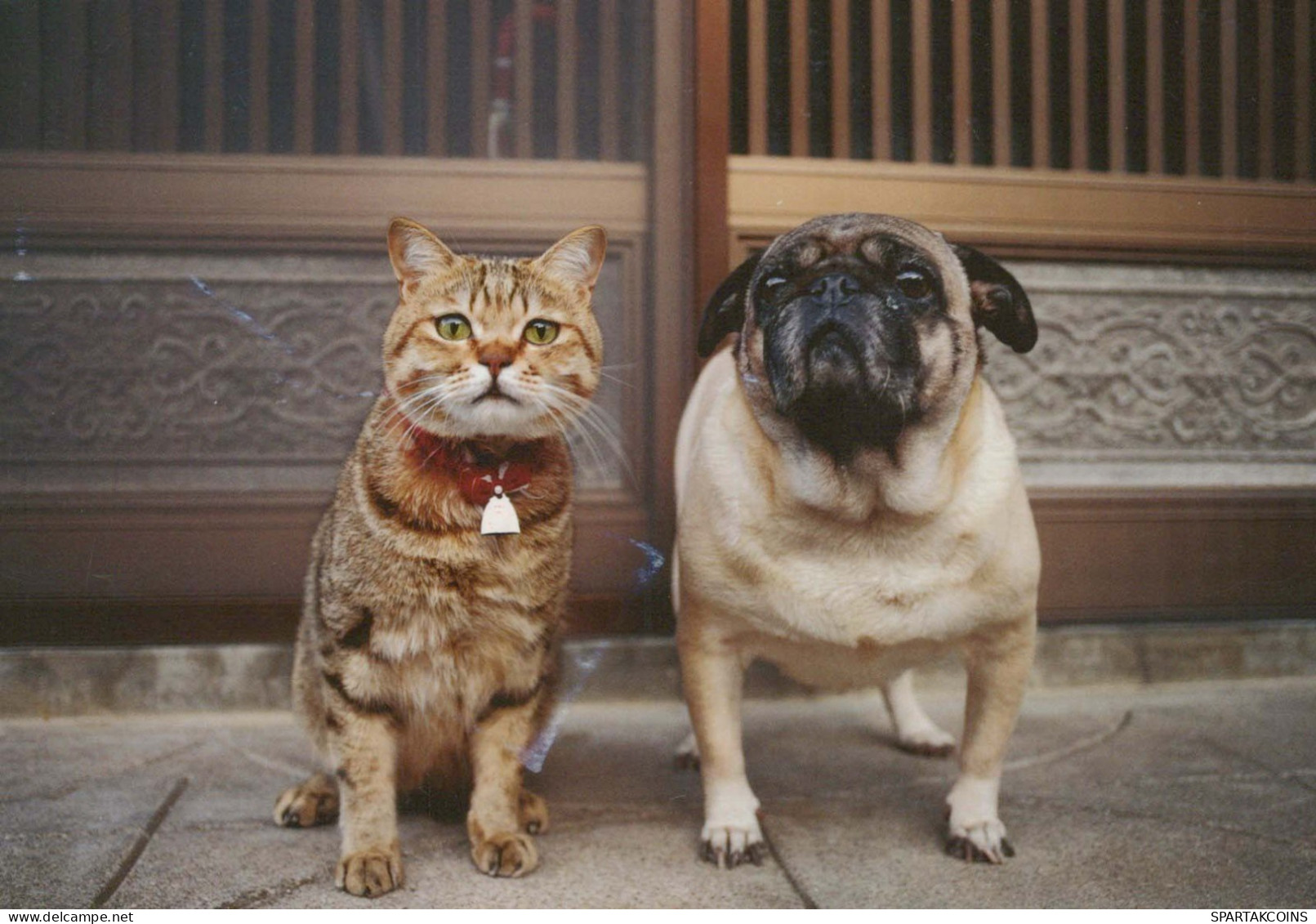 CHIEN Animaux Vintage Carte Postale CPSM #PBQ344.FR - Dogs