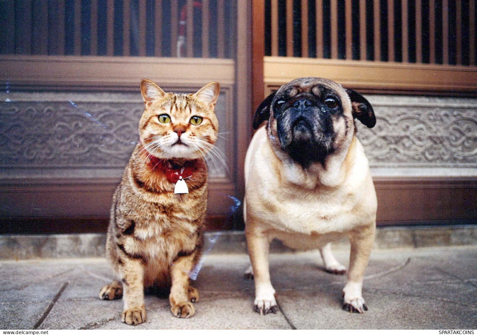 CHIEN Animaux Vintage Carte Postale CPSM #PBQ344.FR - Dogs