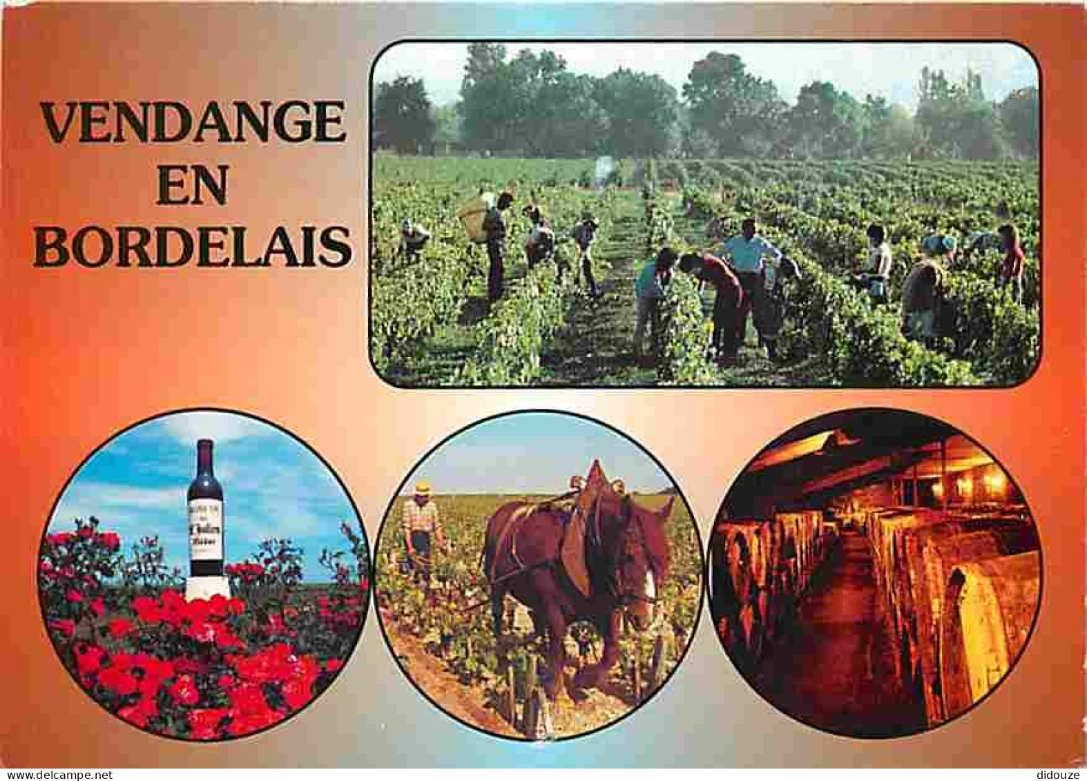 Vignes - Vendanges En Bordelais - Gironde - Multivues - Vendanges - Raisins - Vin - CPM - Voir Scans Recto-Verso - Weinberge