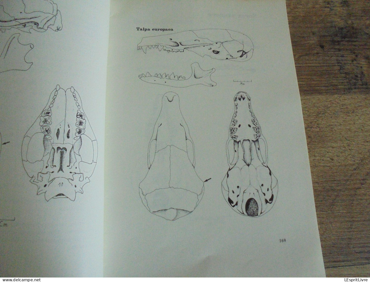 LES NATURALISTES BELGES N° 8 - 9  Année 1976 Régionalisme Clé Détermination Insectivores Champignon Russule Botanique - Belgium