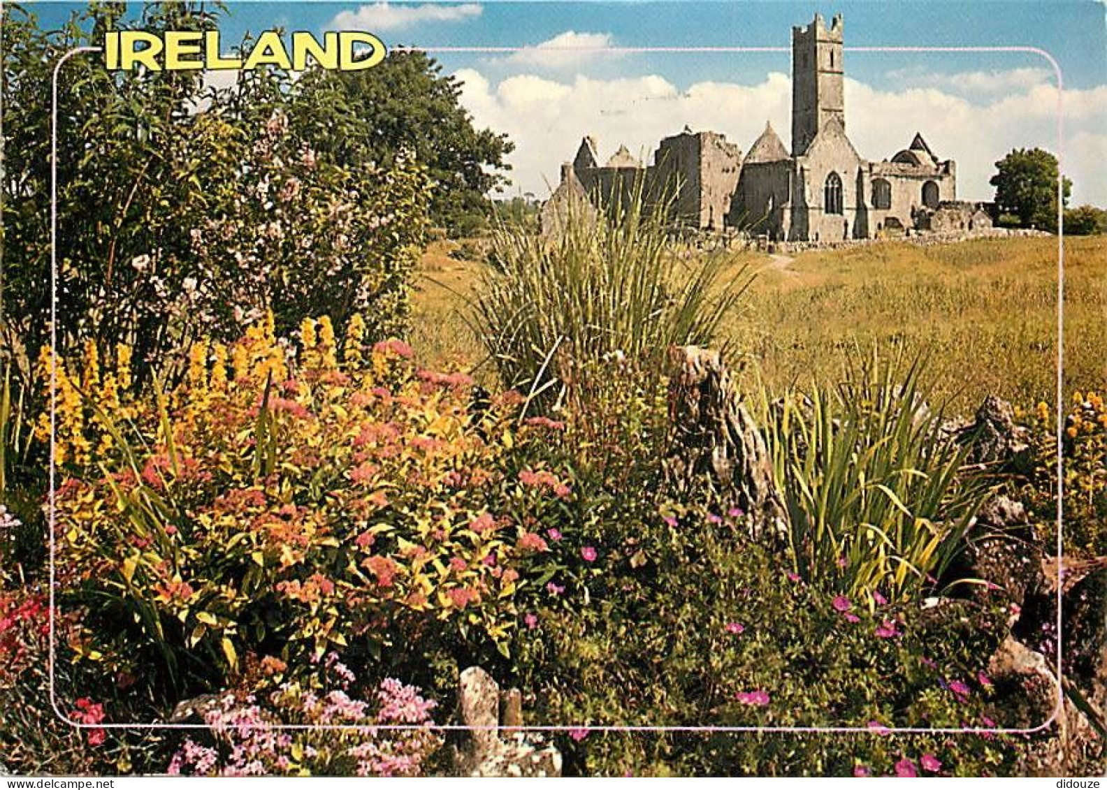 Irlande - Clare - Quin Abbey - Abbaye - Fleurs - Ireland - CPM - Voir Scans Recto-Verso - Clare