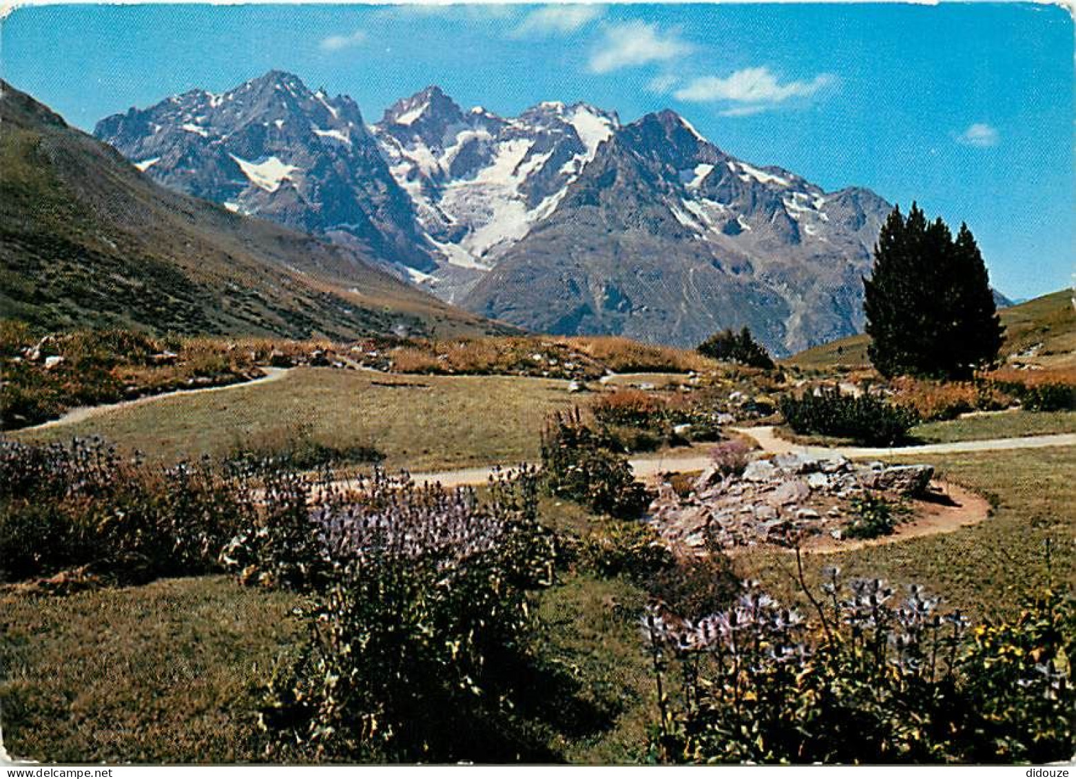 05 - Hautes Alpes - Massif De La Meije - Dominant Le Jardin Alpin - Fleurs - CPM - Voir Scans Recto-Verso - Other & Unclassified